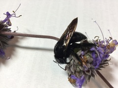 Xylocopa sonorina
