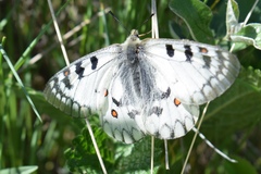 Parnassius ariadne
