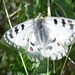 Parnassius ariadne - Photo (c) Ирина, some rights reserved (CC BY-NC), uploaded by Ирина