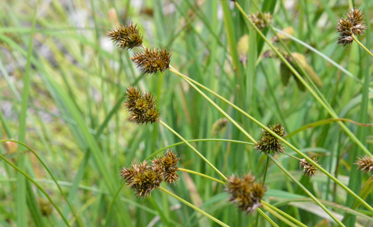 Carex pachystachya