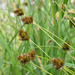Starry Broomsedge - Photo (c) Mike Patterson, some rights reserved (CC BY-NC), uploaded by Mike Patterson
