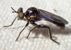 Eudioctria