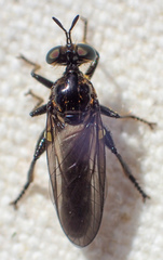 Eudioctria