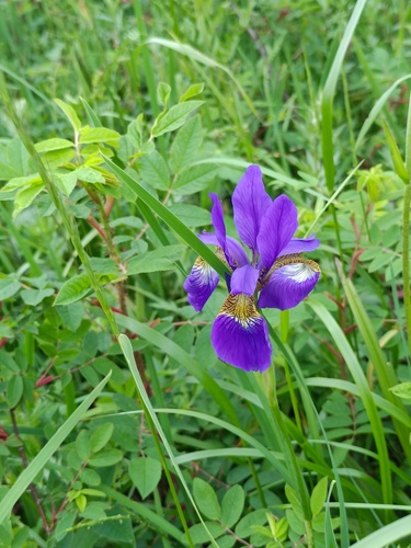 Japanese Iris