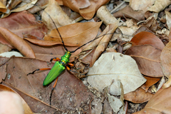 Plinthocoelium suaveolens