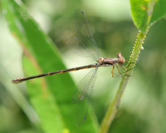 Lestes congener