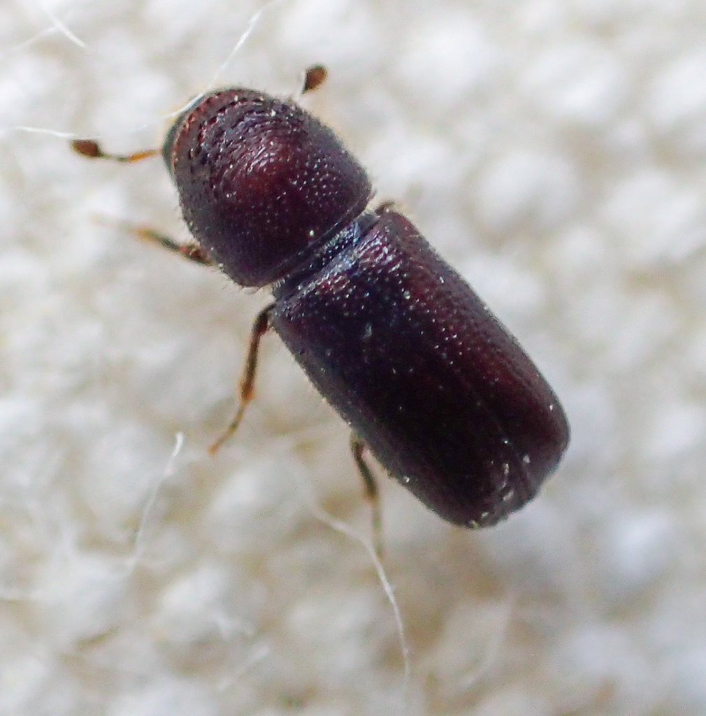 Pityophthorus confinis
