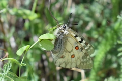 Parnassius ariadne
