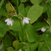 Oxalis trilliifolia - Photo (c) Mike Patterson, algunos derechos reservados (CC BY-NC), subido por Mike Patterson