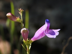 Penstemon heterophyllus purdyi