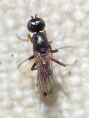 Sepsis neocynipsea