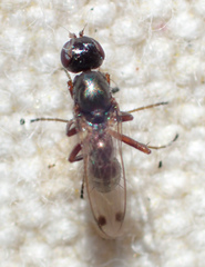 Sepsis neocynipsea
