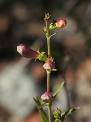 Penstemon heterophyllus purdyi