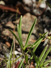 Penstemon heterophyllus purdyi