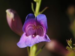 Penstemon heterophyllus purdyi