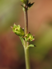 Penstemon heterophyllus purdyi