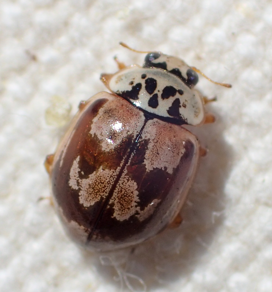 Painted Lady Beetle