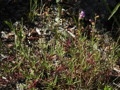 Penstemon heterophyllus purdyi