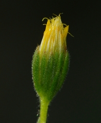 Rigiopappus leptocladus