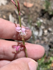 Oenothera podocarpa