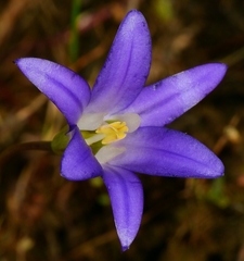 Brodiaea terrestris terrestris