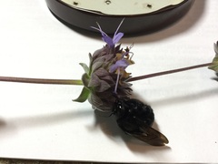 Xylocopa sonorina