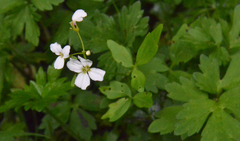 Cardamine angulata