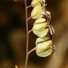 Streptanthus glandulosus secundus - Photo (c) David Greenberger, algunos derechos reservados (CC BY-NC-ND), subido por David Greenberger