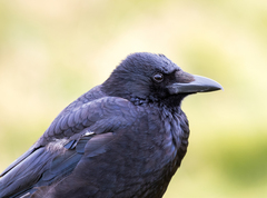 Carrion Crow photo 4