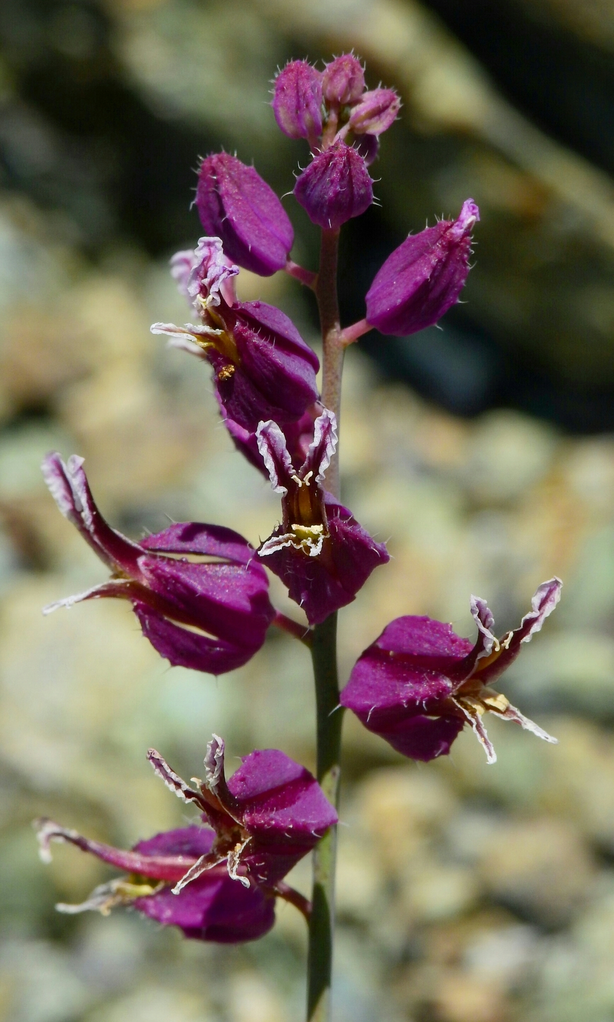 Streptanthus glandulosus ssp. pulchellus
