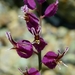 Mount Tamalpais Bristly Jewelflower - Photo (c) David Greenberger, some rights reserved (CC BY-NC-ND), uploaded by David Greenberger