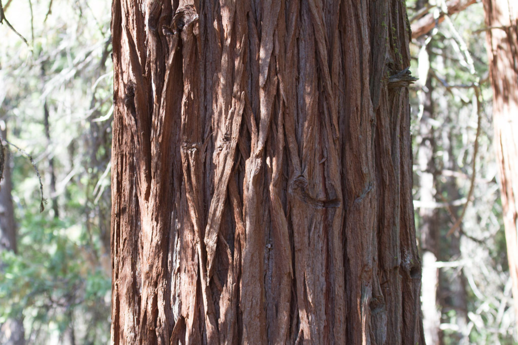 California Incense Cedar (LA Urban Forest Program) · iNaturalist