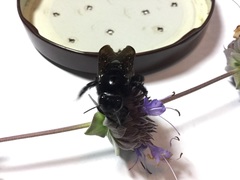Xylocopa sonorina
