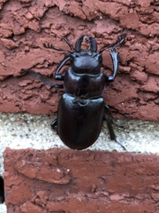 Lucanus placidus