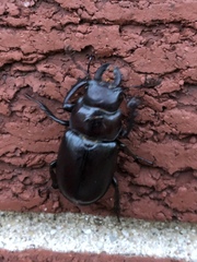 Lucanus placidus