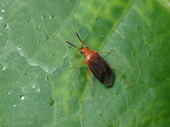 Rhinocapsus rubricans
