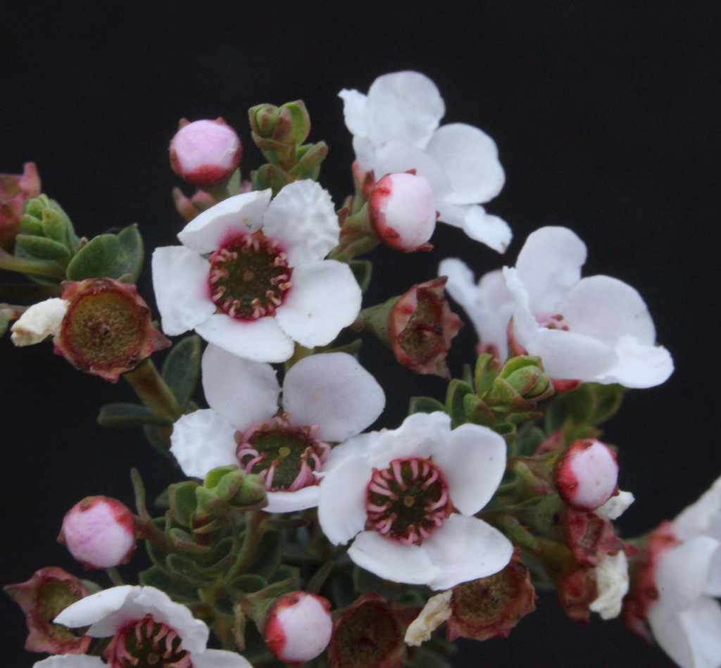 Scholtzia drummondii
