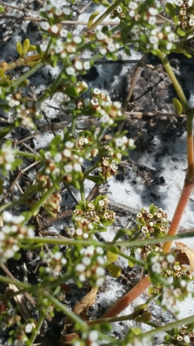 Image of Paronychia discoveryi by (c) Jay Horn, some rights reserved (CC BY)