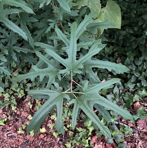 Morus indica
