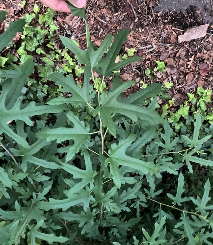 Morus indica