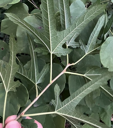 Morus indica