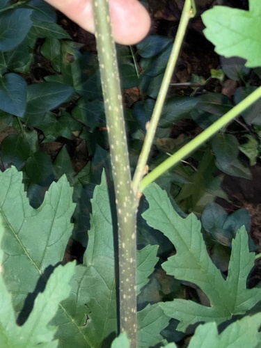 Morus indica