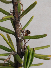 Araneidae