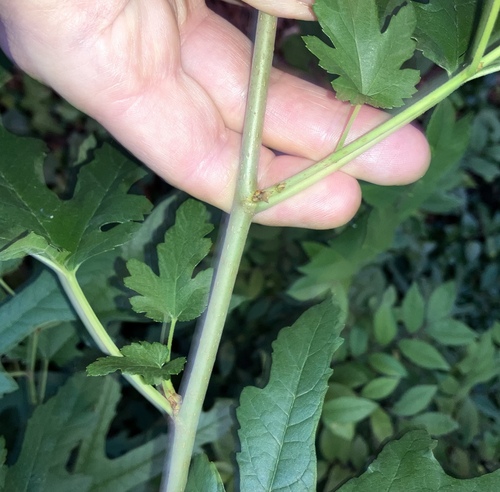 Morus indica