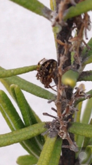 Araneidae