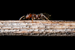 Crematogaster cerasi