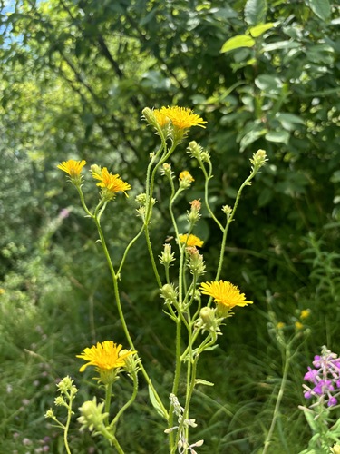 Picris hieracioides