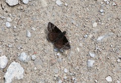 Erynnis lucilius