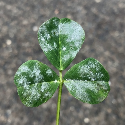 Erysiphe medicaginis