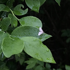Anageshna
